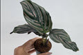 2" Custom Asst: Calathea Medallion 